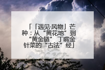 「遇见·风物」芒种：从“黄花地”到“黄金链” 丁嘴金针菜的“古法”经