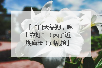 “白天靠狗，晚上靠灯”！菌子近期疯长！别乱捡