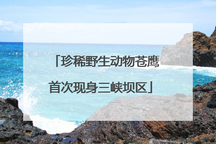 珍稀野生动物苍鹰首次现身三峡坝区