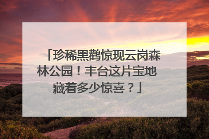 珍稀黑鹳惊现云岗森林公园！丰台这片宝地藏着多少惊喜？