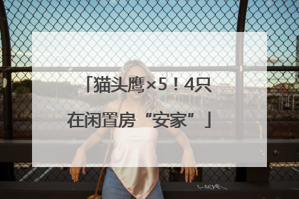 猫头鹰×5！4只在闲置房“安家”