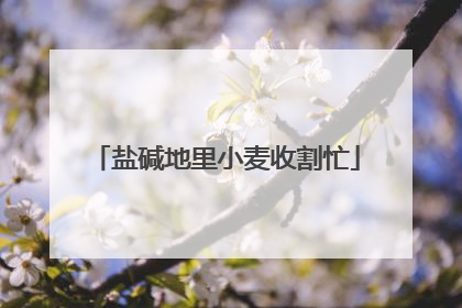 盐碱地里小麦收割忙