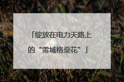 绽放在电力天路上的“雪域格桑花”