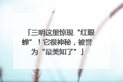 三明这里惊现“红眼蝉”！它很神秘，被誉为“最美知了”