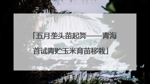 五月垄头苗起舞——青海首试青贮玉米育苗移栽