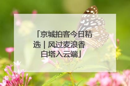 京城拍客今日精选｜风过麦浪香 白塔入云端