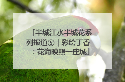 半城江水半城花系列报道⑤｜彩绘丁香：花海映照一座城