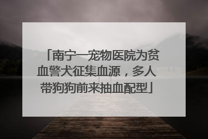 南宁一宠物医院为贫血警犬征集血源，多人带狗狗前来抽血配型