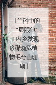 兰科中的“显眼包”！内乡发现珍稀濒危植物毛萼山珊瑚