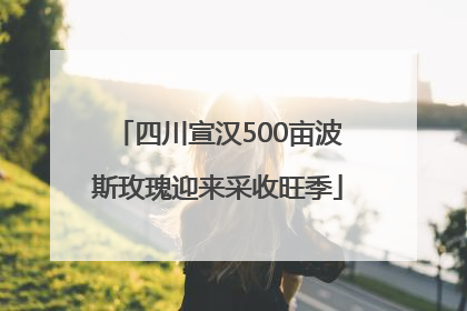 四川宣汉500亩波斯玫瑰迎来采收旺季