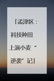 孟津区：科技种田 上演小麦“逆袭”记