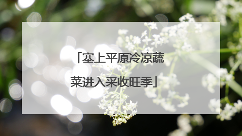 塞上平原冷凉蔬菜进入采收旺季