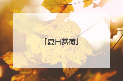 夏日赏荷