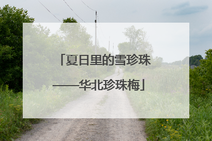 夏日里的雪珍珠——华北珍珠梅