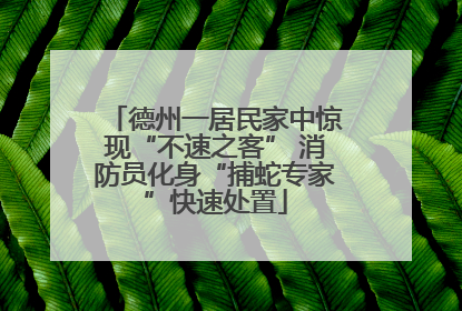 德州一居民家中惊现“不速之客” 消防员化身“捕蛇专家”快速处置