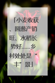 小麦收获、圆葱产销旺、水稻长势好……乡村处处是“丰”景