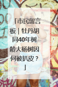 市民留言板｜牡丹胡同40年树龄大杨树因何被扒皮？