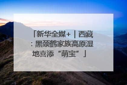 新华全媒+｜西藏：黑颈鹤家族高原湿地喜添“萌宝”