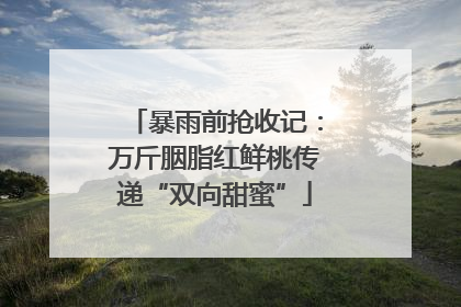 暴雨前抢收记：万斤胭脂红鲜桃传递“双向甜蜜”