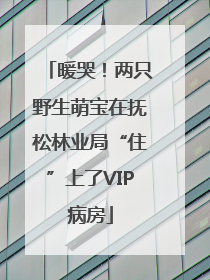 暖哭！两只野生萌宝在抚松林业局“住”上了VIP病房