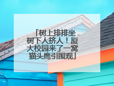 树上排排坐 树下人挤人！厦大校园来了一窝猫头鹰引围观