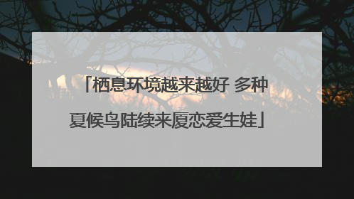 栖息环境越来越好 多种夏候鸟陆续来厦恋爱生娃