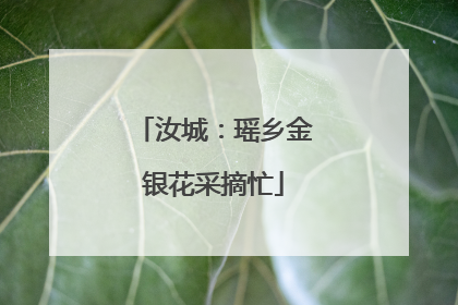 汝城：瑶乡金银花采摘忙