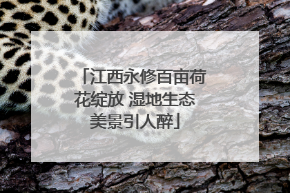 江西永修百亩荷花绽放 湿地生态美景引人醉