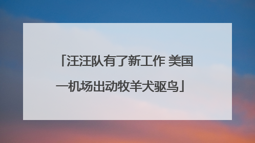 汪汪队有了新工作 美国一机场出动牧羊犬驱鸟