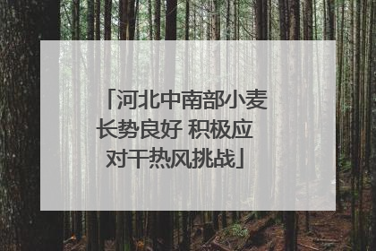 河北中南部小麦长势良好 积极应对干热风挑战