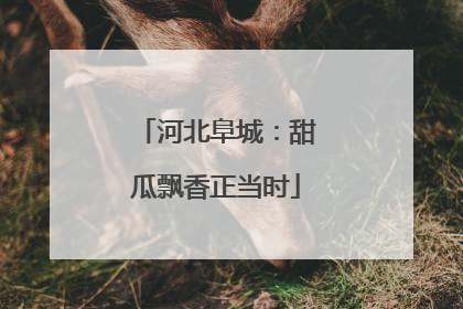 河北阜城：甜瓜飘香正当时