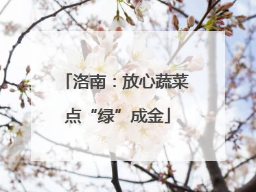 洛南：放心蔬菜点“绿”成金