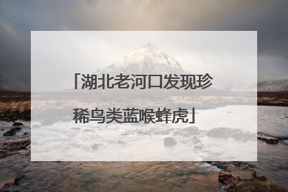 湖北老河口发现珍稀鸟类蓝喉蜂虎