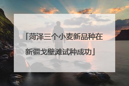 菏泽三个小麦新品种在新疆戈壁滩试种成功