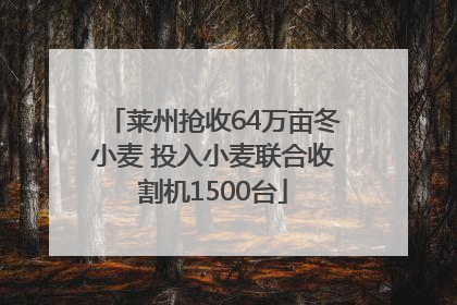 莱州抢收64万亩冬小麦 投入小麦联合收割机1500台