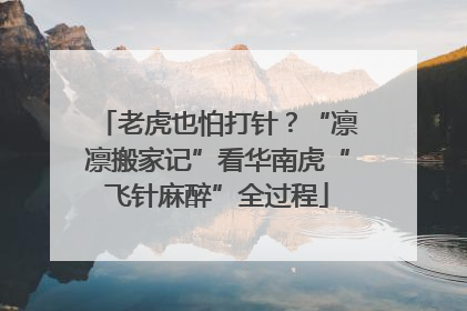 老虎也怕打针？“凛凛搬家记”看华南虎“飞针麻醉”全过程