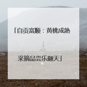 自贡富顺：黄桃成熟 采摘品尝乐翻天