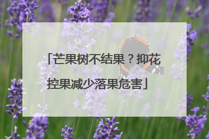 芒果树不结果？抑花控果减少落果危害