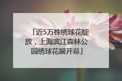近5万株绣球花绽放，上海滨江森林公园绣球花展开幕