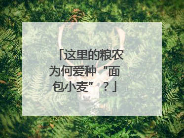 这里的粮农为何爱种“面包小麦”？