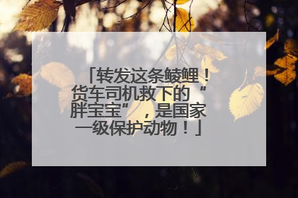 转发这条鲮鲤！货车司机救下的“胖宝宝”，是国家一级保护动物！