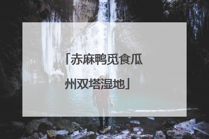 赤麻鸭觅食瓜州双塔湿地