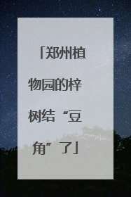 郑州植物园的梓树结“豆角”了