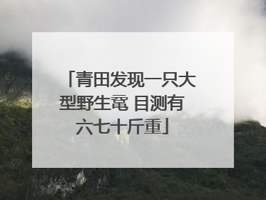 青田发现一只大型野生鼋 目测有六七十斤重