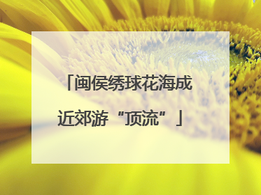 闽侯绣球花海成近郊游“顶流”