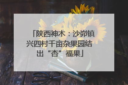 陕西神木：沙峁镇兴四村千亩杂果园结出“杏”福果