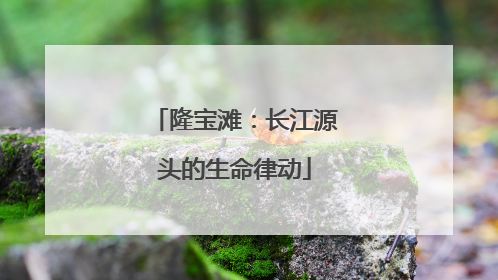 隆宝滩：长江源头的生命律动