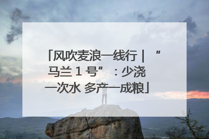 风吹麦浪一线行｜“马兰 1 号”：少浇一次水 多产一成粮