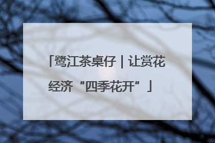 鹭江茶桌仔｜让赏花经济“四季花开”