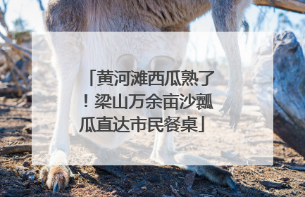 黄河滩西瓜熟了！梁山万余亩沙瓤瓜直达市民餐桌